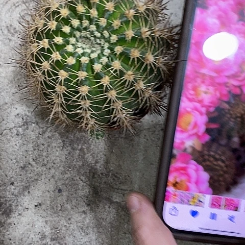 丘比特，5-8公分左右