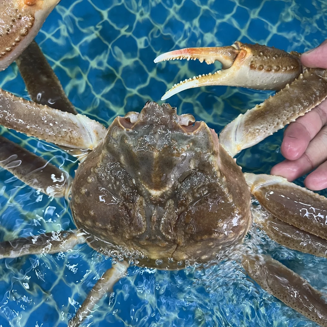 全活全腿板蟹128元1斤单只2斤左右两【保鲜不保活】