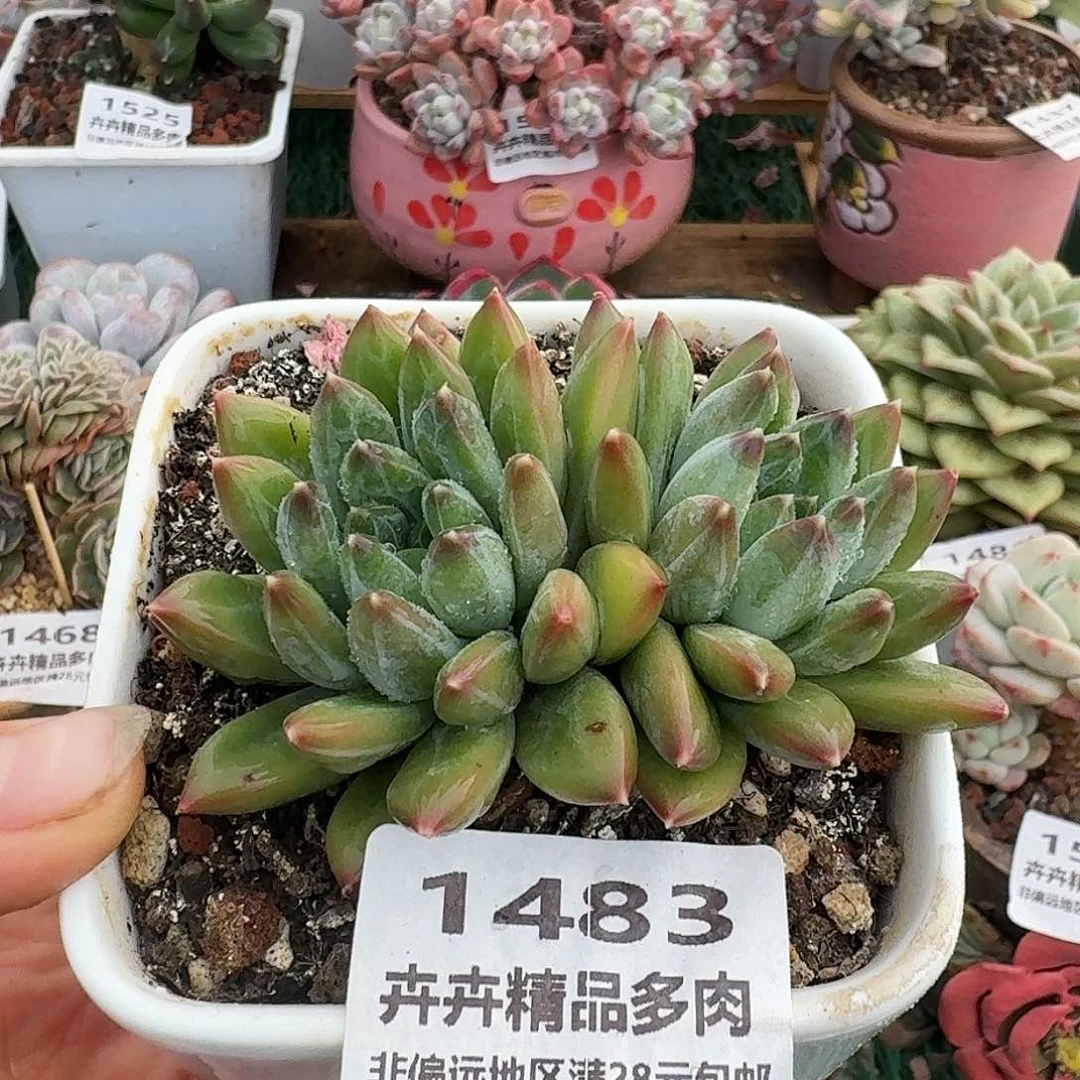 1483一物一拍（满28包邮）