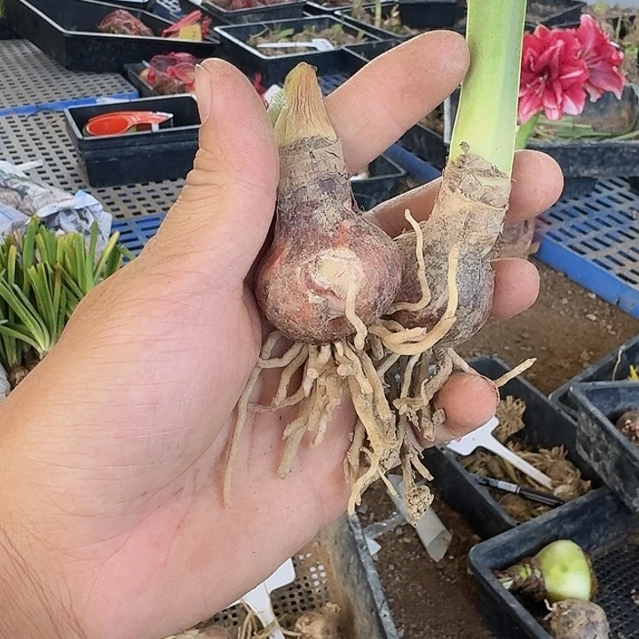 mc10朱顶红一棵  3左右