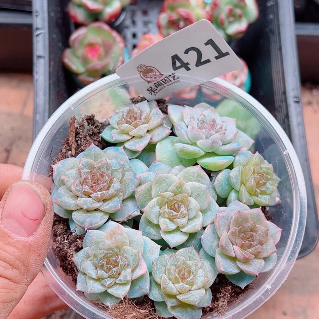 多肉植物多肉植物