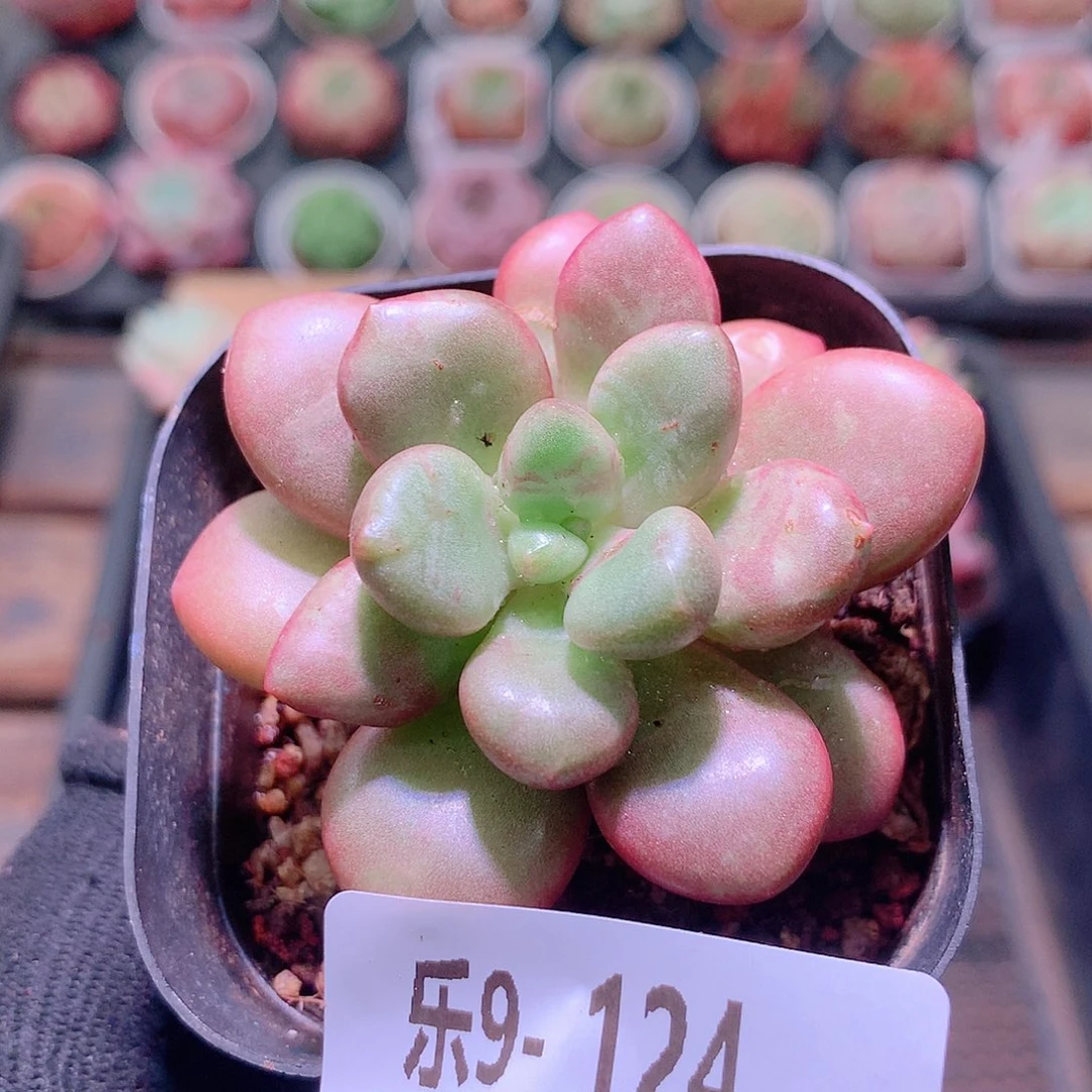 乐然9-124 先锋派