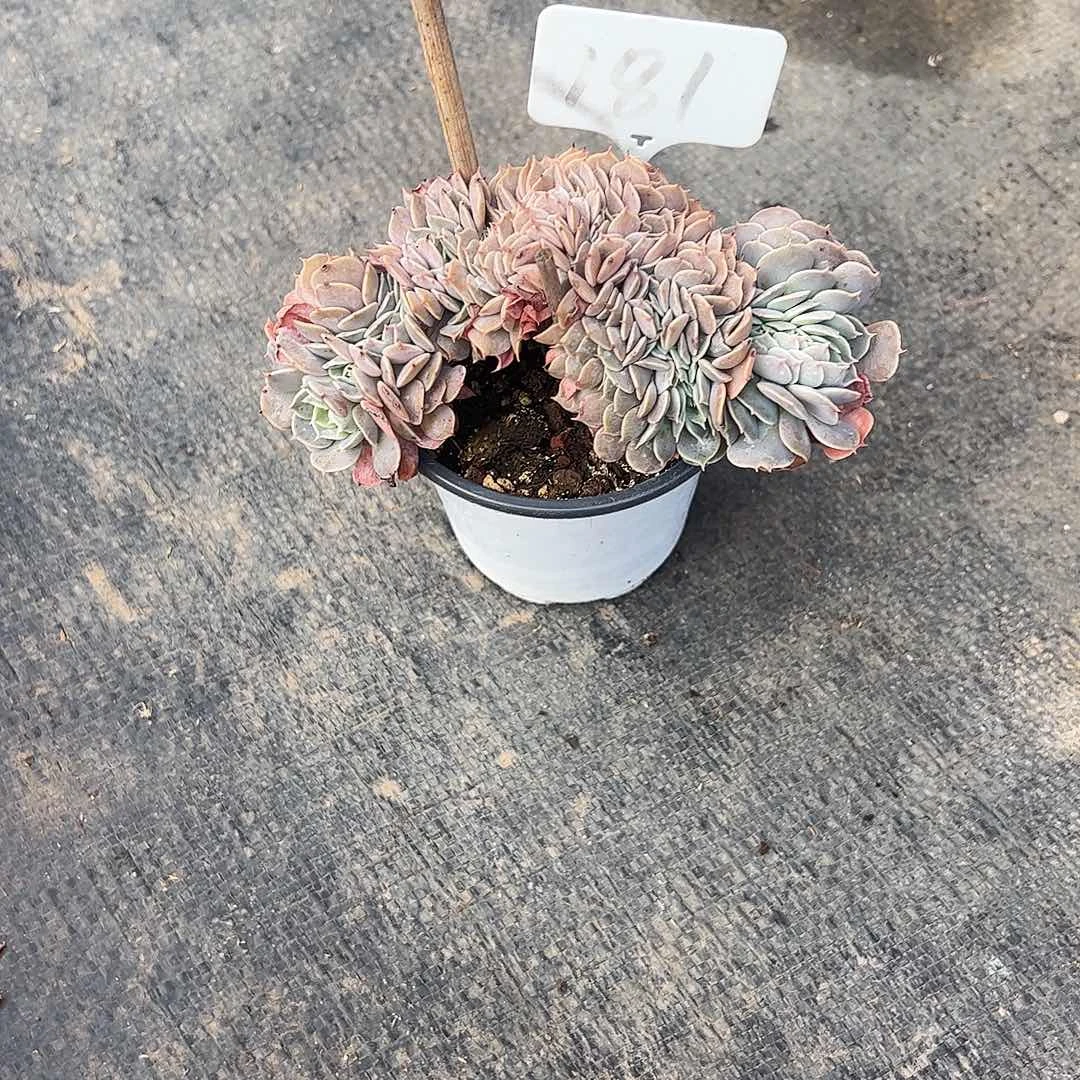 月***哇天赐缀181号多肉植物