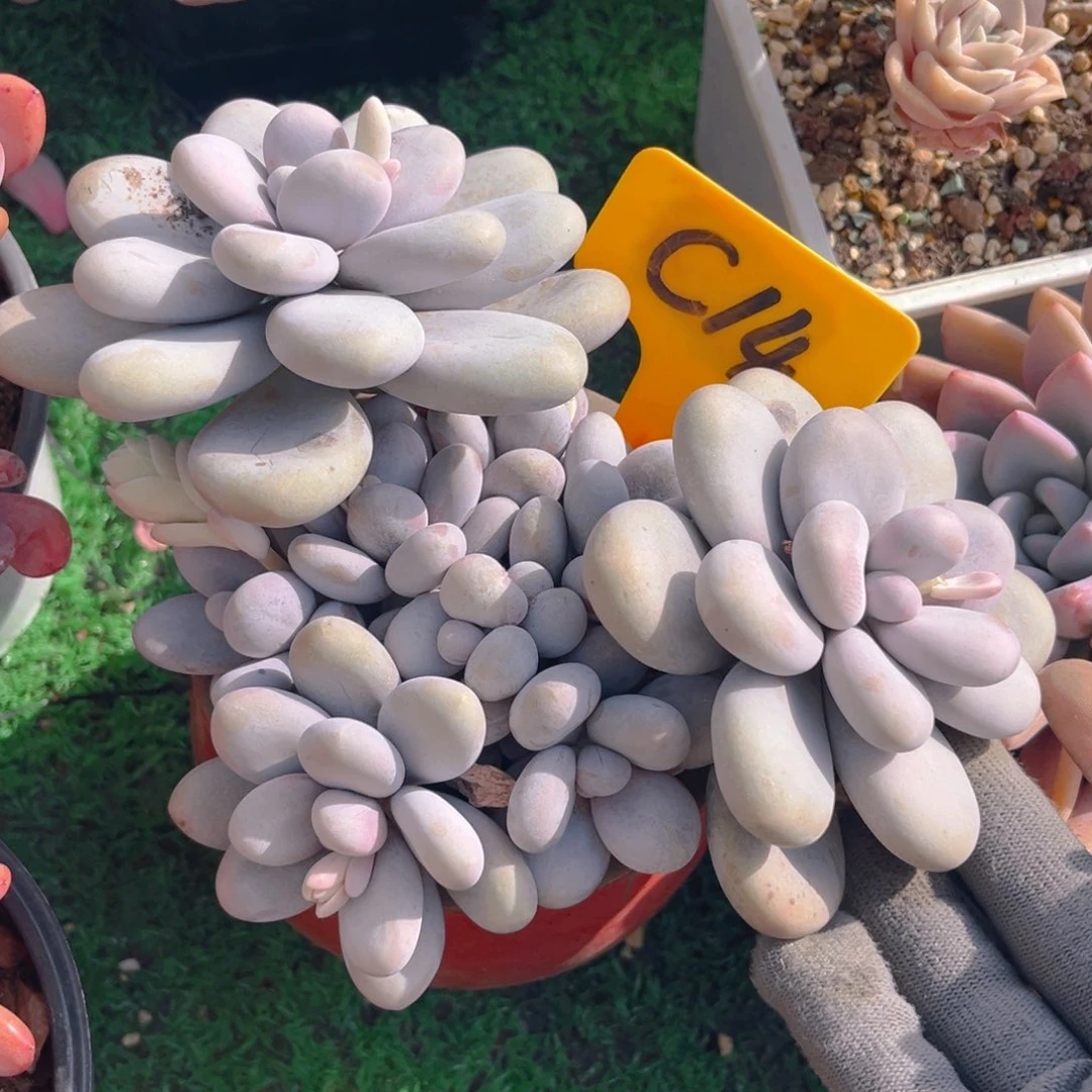 否**来14dfghjhjjjjj