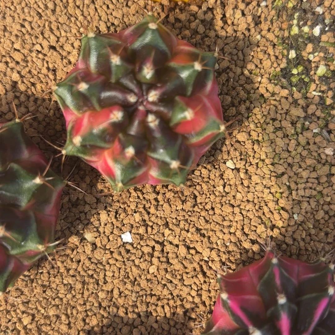 62-1227泰国发货多肉