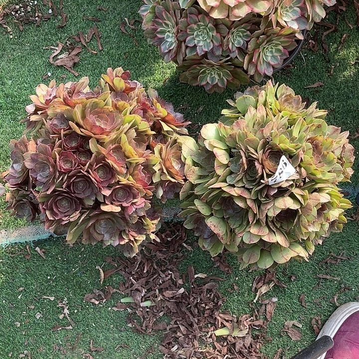 786万圣节拉丝万圣节中斑组合