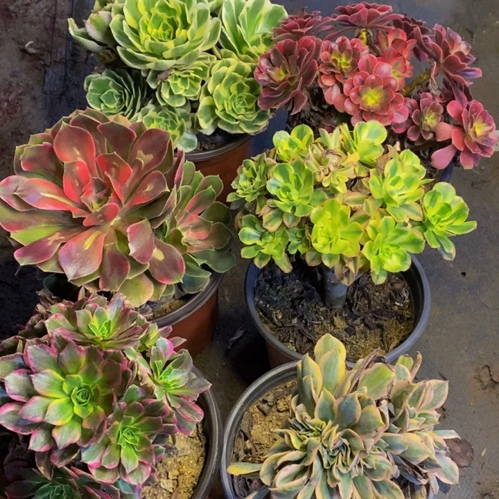 6盆多肉断头不包1332