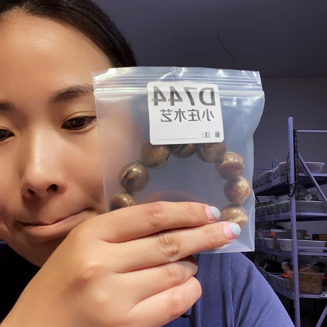 【闪购商品】黑炭木，风车木744