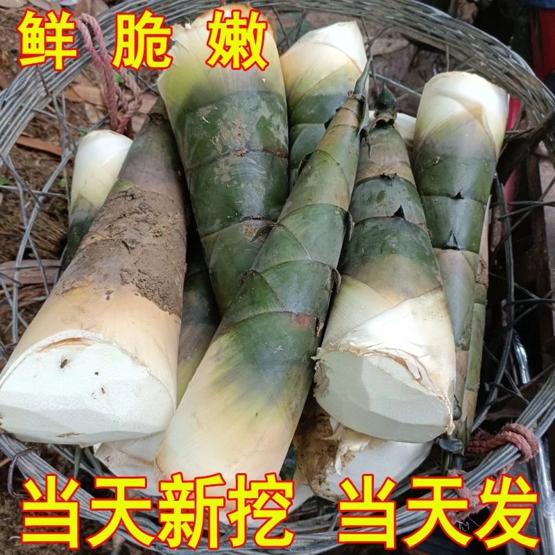 贵州新鲜现挖带壳大头麻竹笋当季可做酸笋