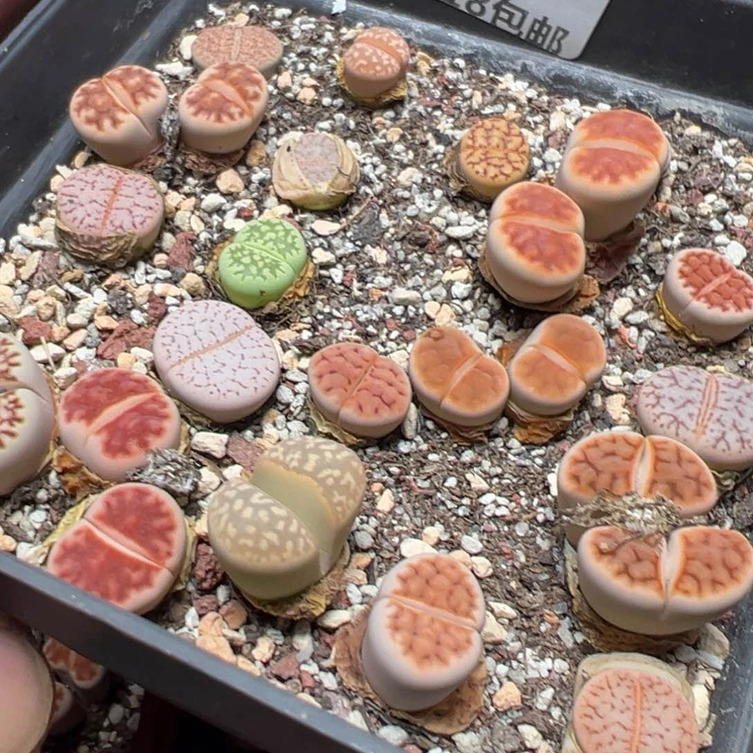 【闪购商品】 1190。