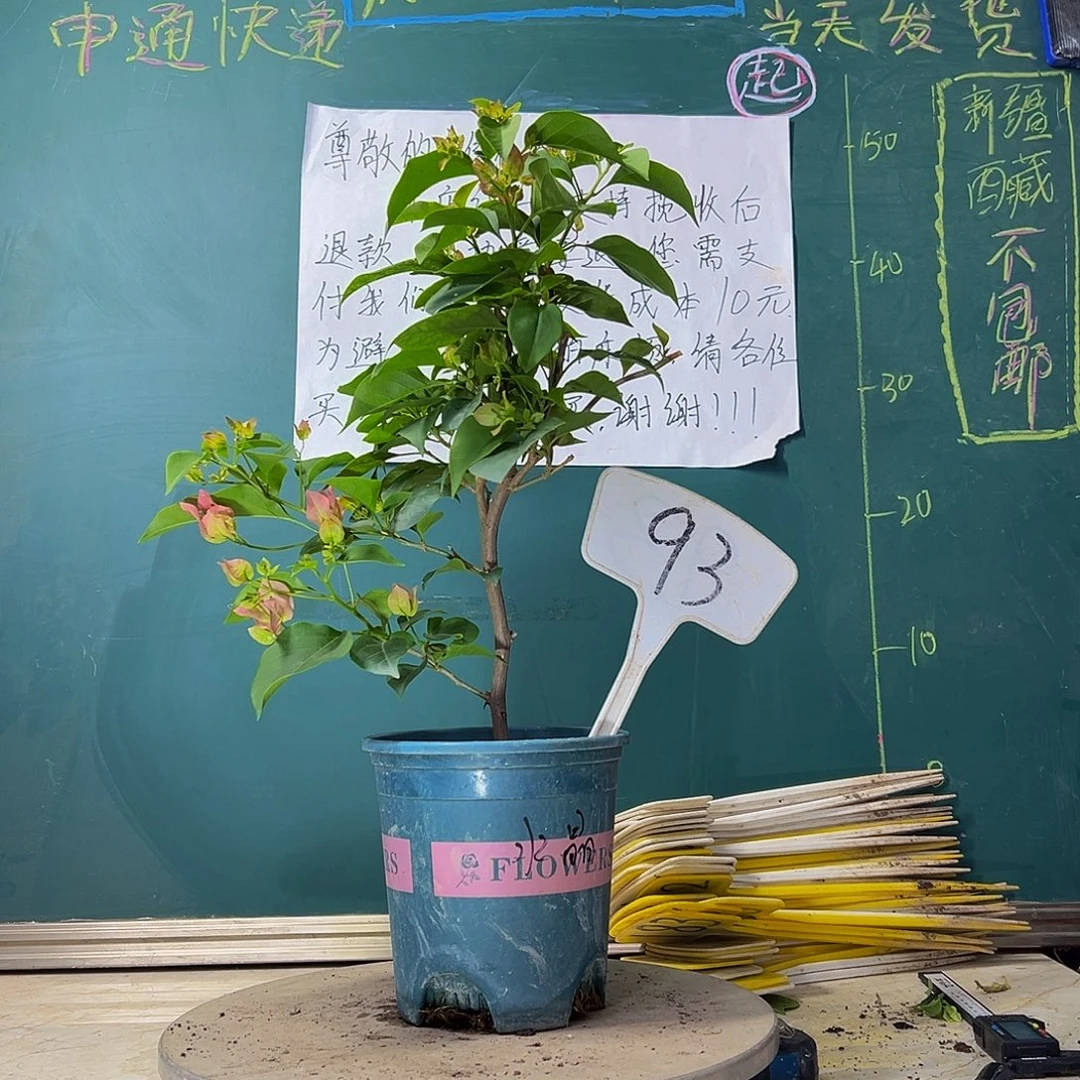 当前无花栽培后可以开花绿叶水晶93