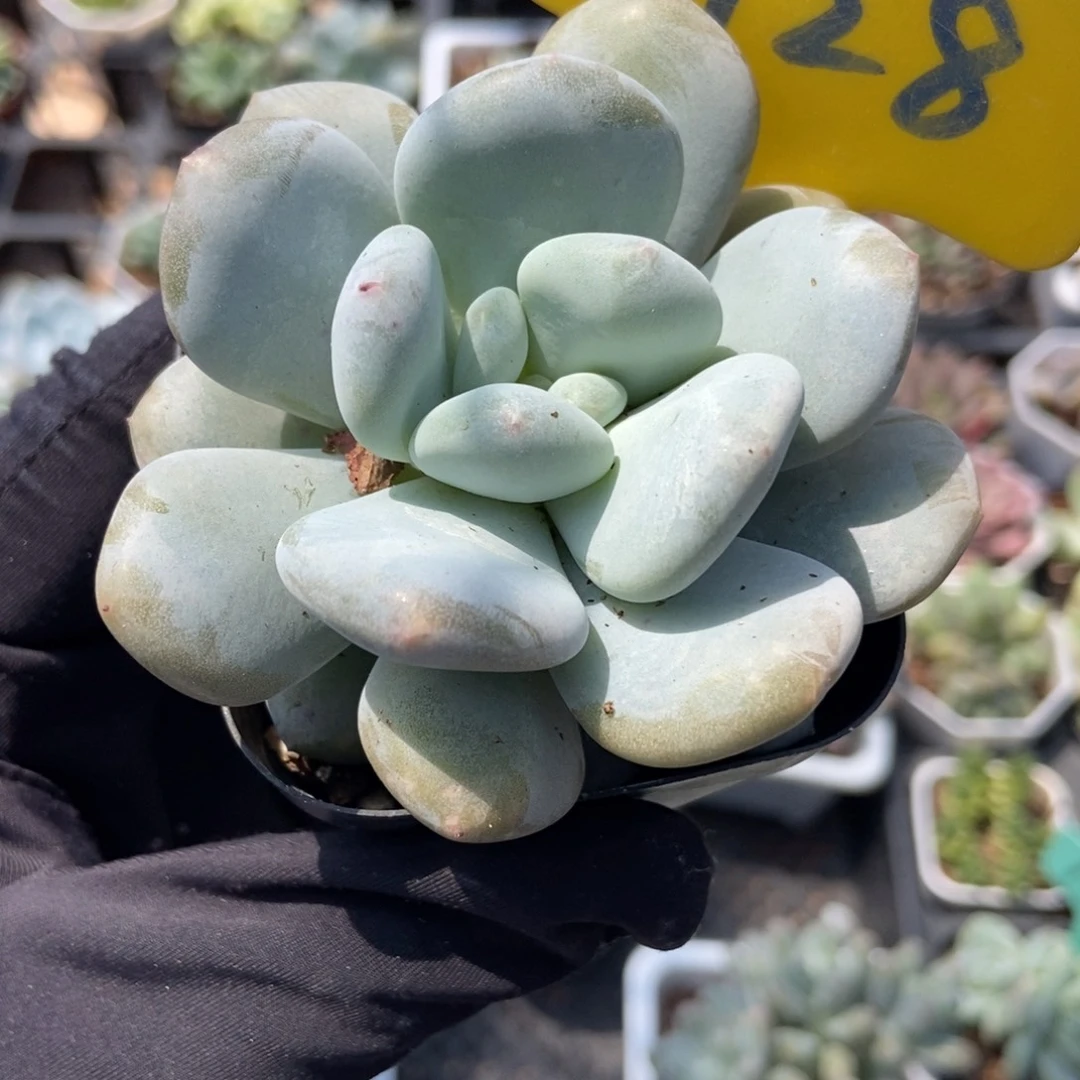 928奶豆多肉植物保护