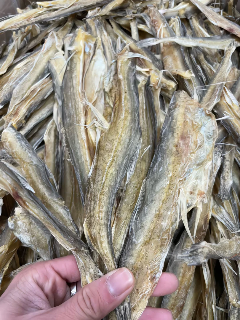 广东汕尾本港仙鱼龙头鱼豆腐鱼(淡口)去头