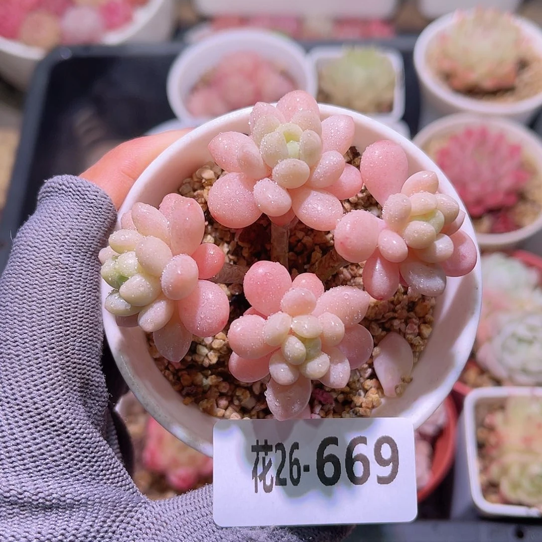 花26-669洛可可群