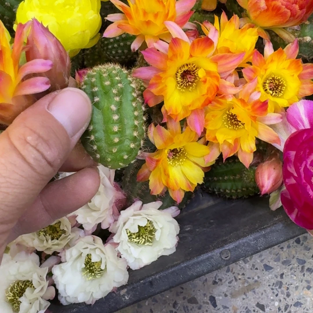 316白檀吕火焰3个无根侧牙很小，20包邮