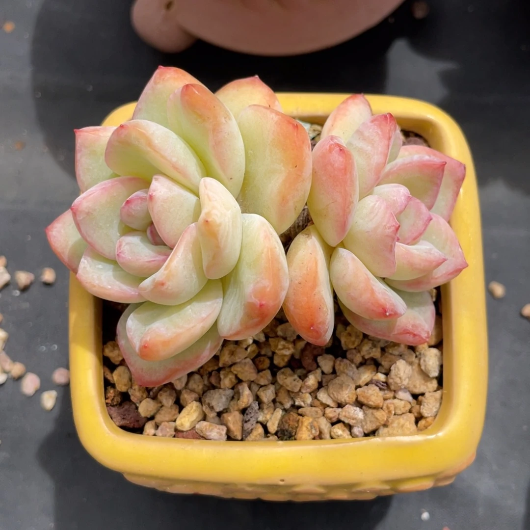 草莓泡芙老桩带盆