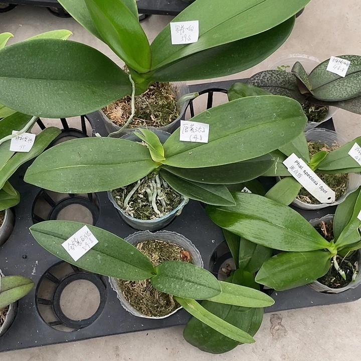 秋***思完全开放拯救苗金镶白猫➕罗格一代➕唇黄三太子3不售后