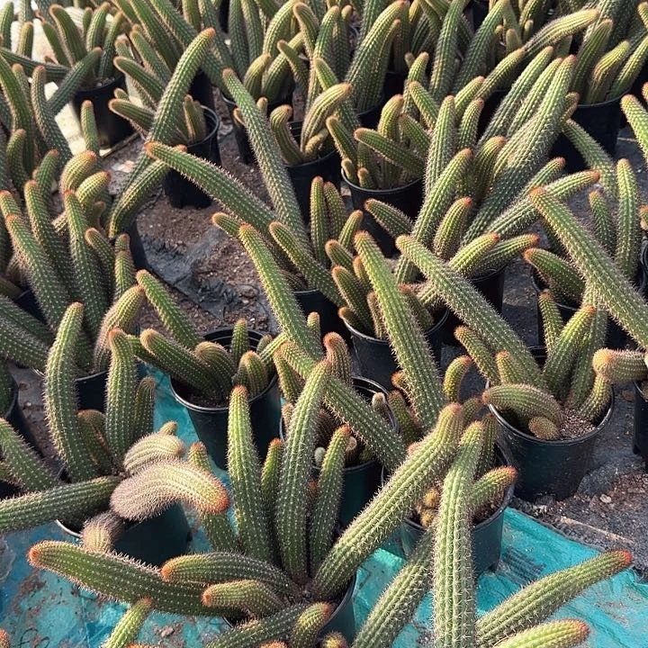 垂钓金妞两颗（掉头掉崽不售后）10头起