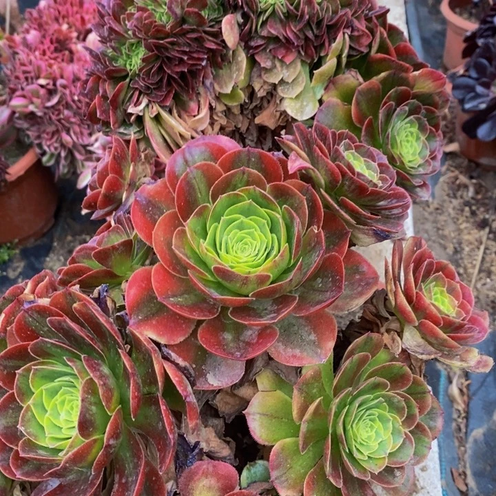 奶白一颗多肉植物