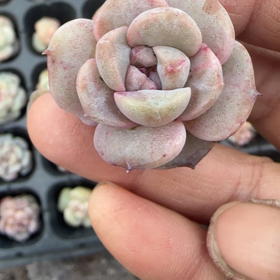 多肉小卡拉米糖心一物一拍