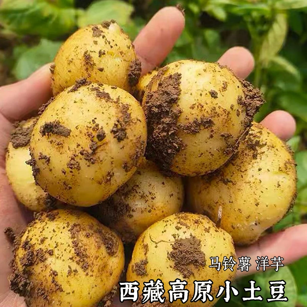 西藏高原新鲜时令蔬菜农家当季小土豆高山黄皮马铃薯黄心洋芋