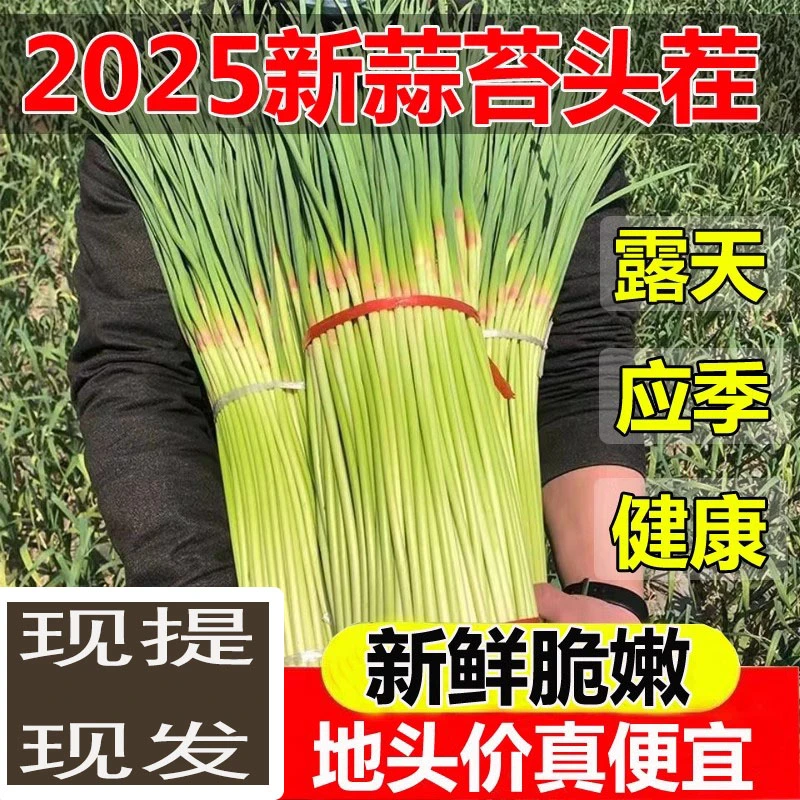 2025年5斤新鲜蒜苔3斤现摘现发自种露天蒜薹蔬菜鲜嫩脆爽青菜助农