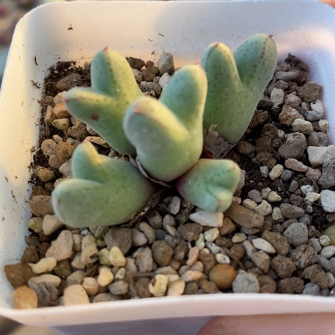 1538猪蹄985一群。