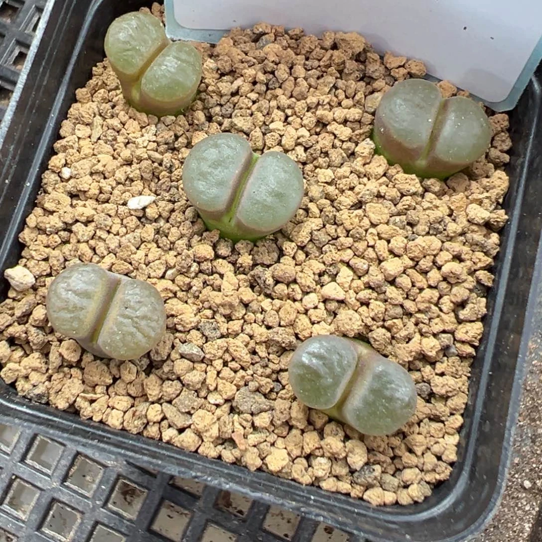 5-30肉锥多肉植物