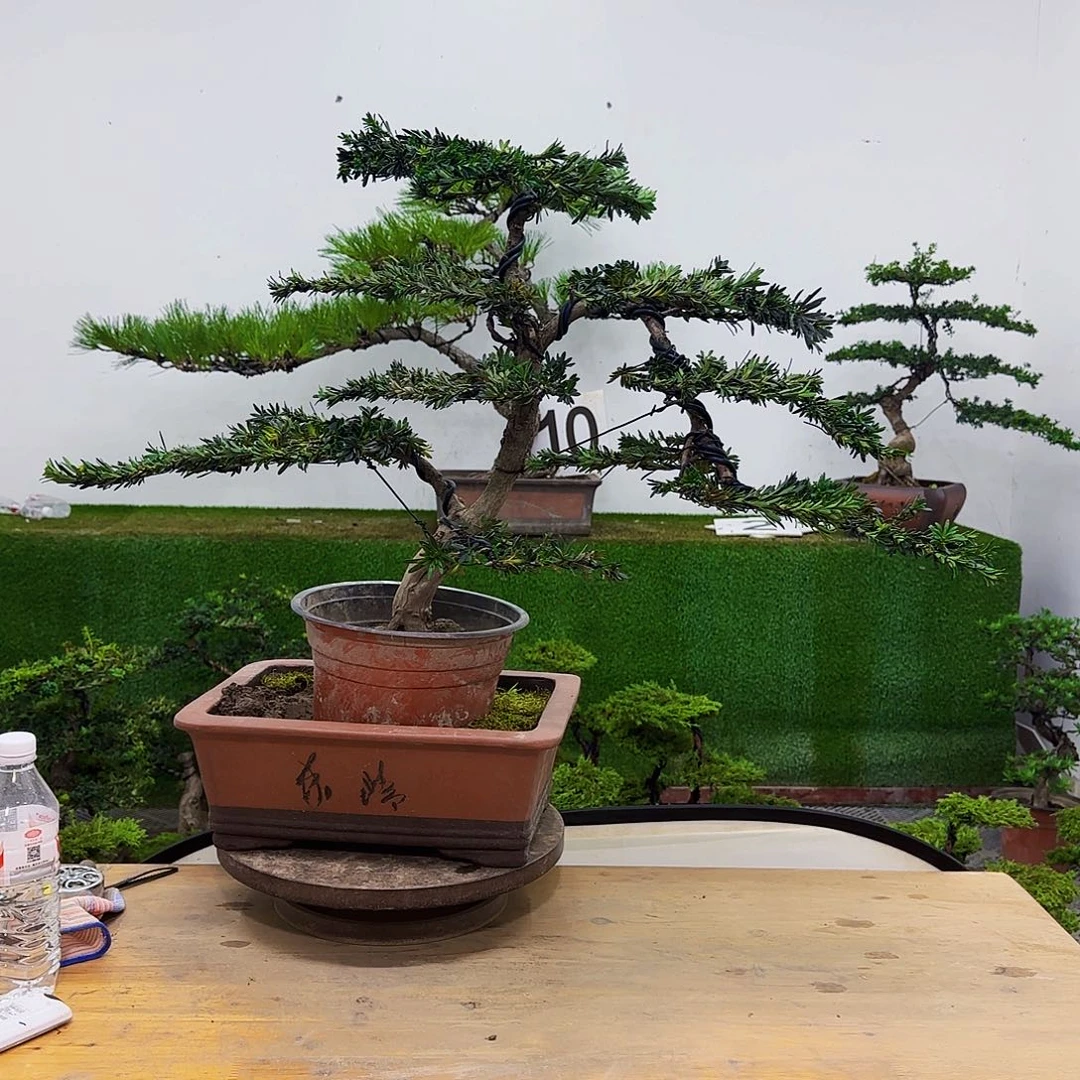 盆景盆景盆景盆景