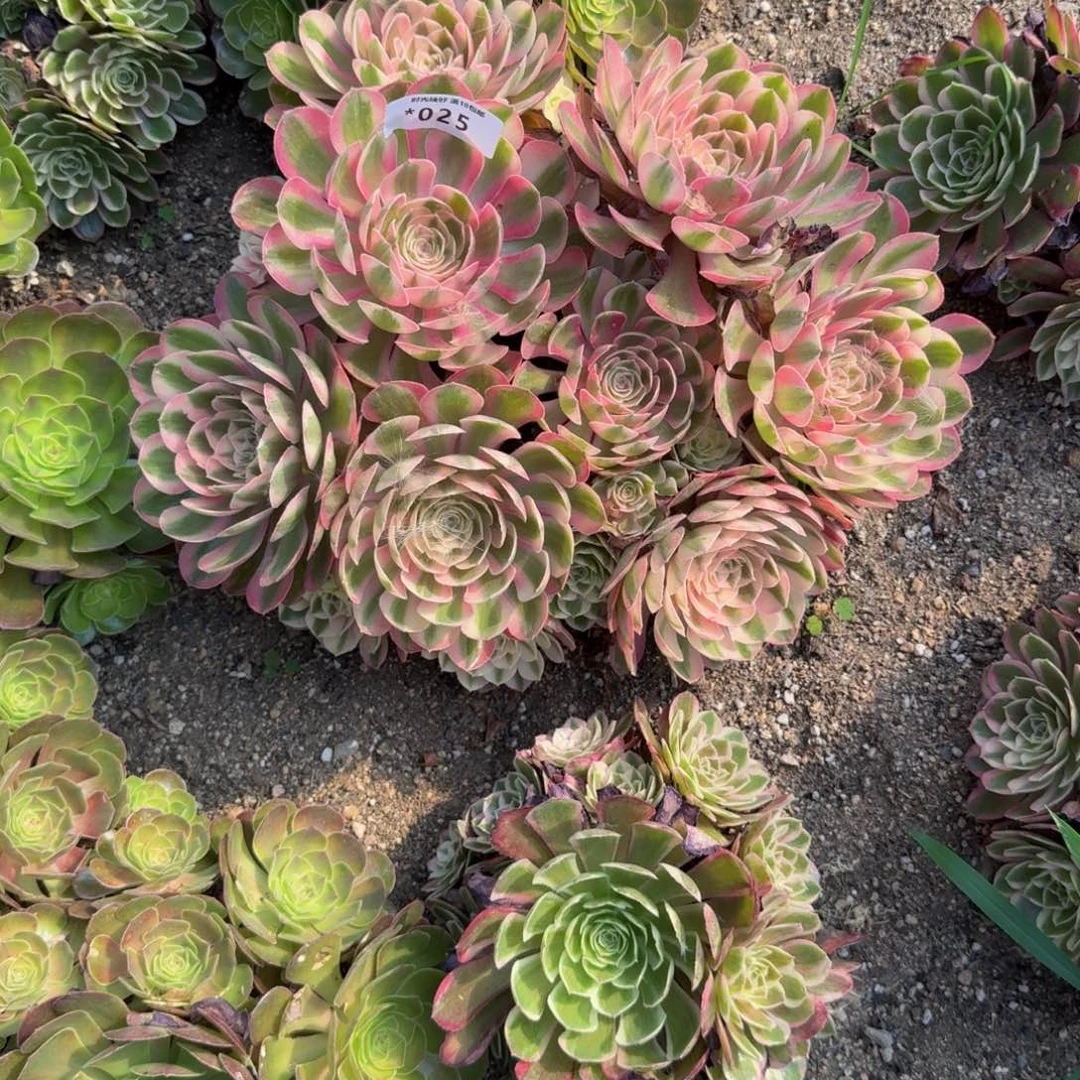 025荔枝 多肉植物