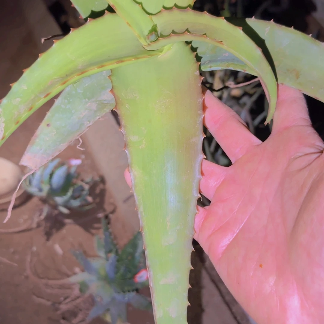 ゜****块根植物块根植物