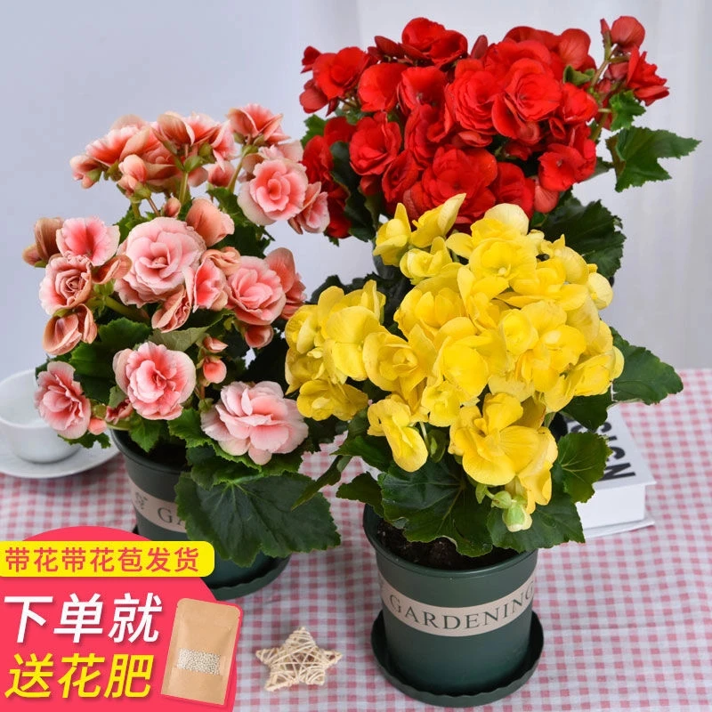 丽格海棠重瓣大花带花苞景观夫妻垂吊海棠盆栽阳台四季开花喜阳花