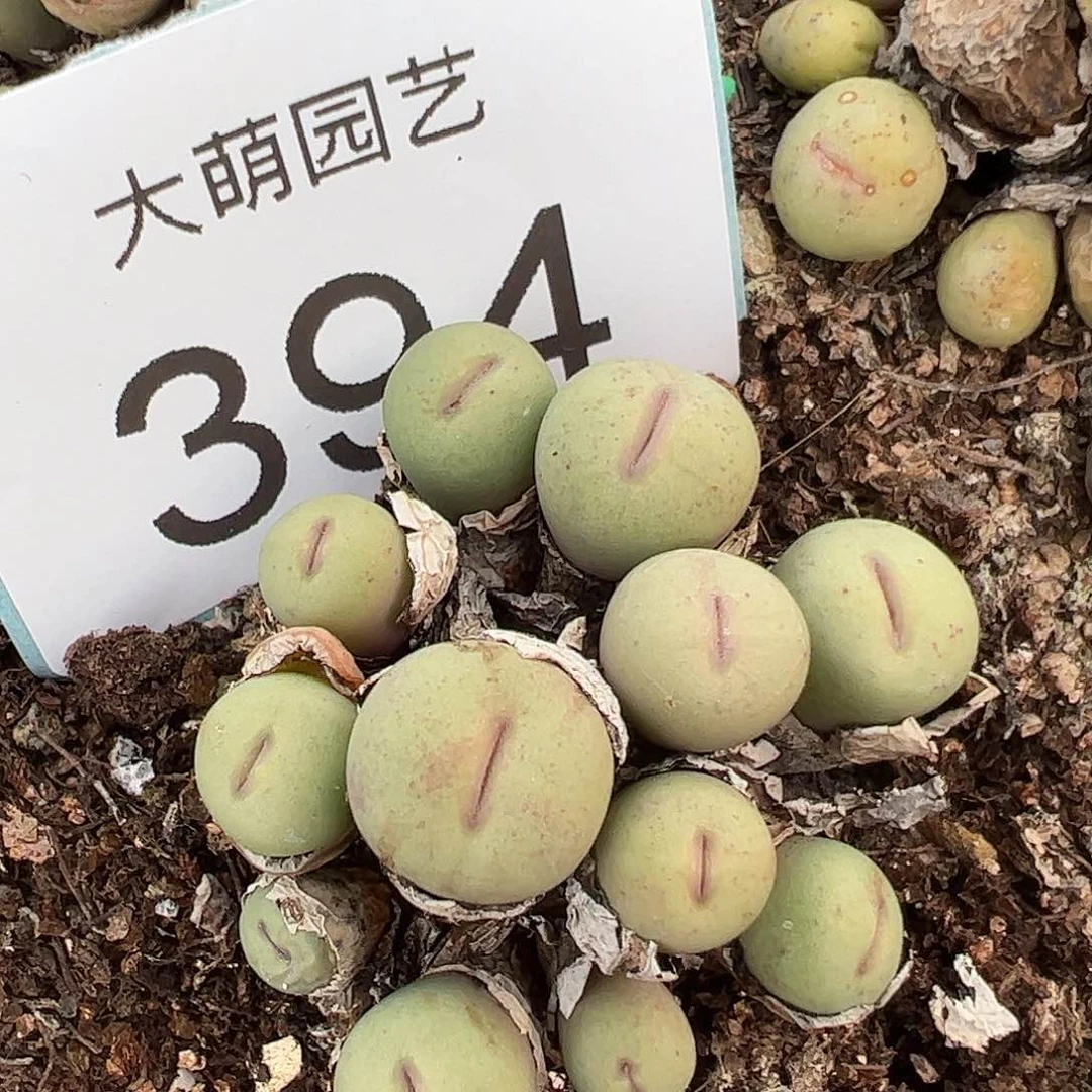 0000394 一物一拍脱土发……