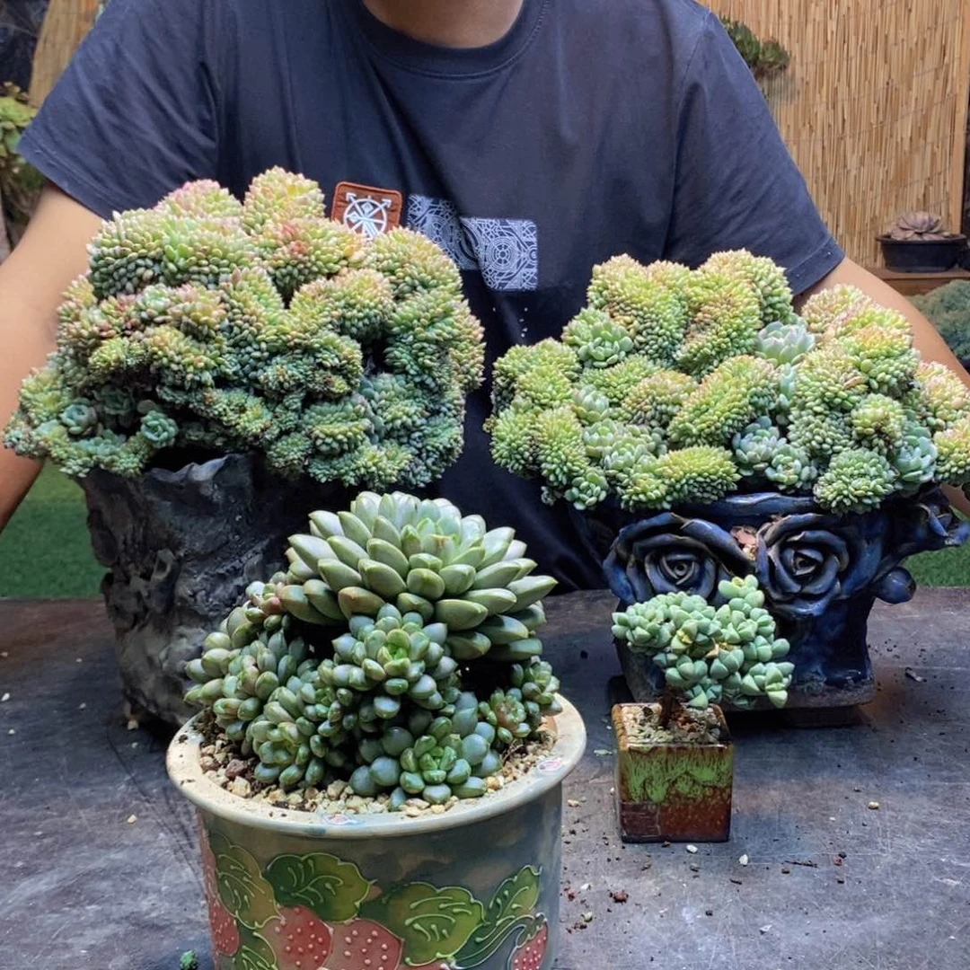 枫***谜388号葡萄多肉植物
