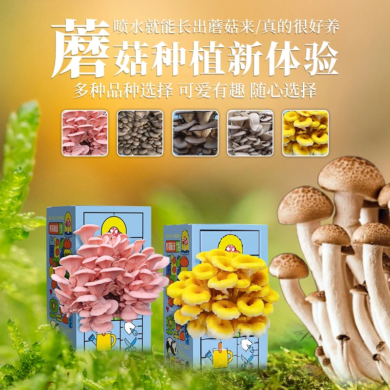 农科院推荐蘑菇菌棒家庭园艺喷水就能长的蘑菇
