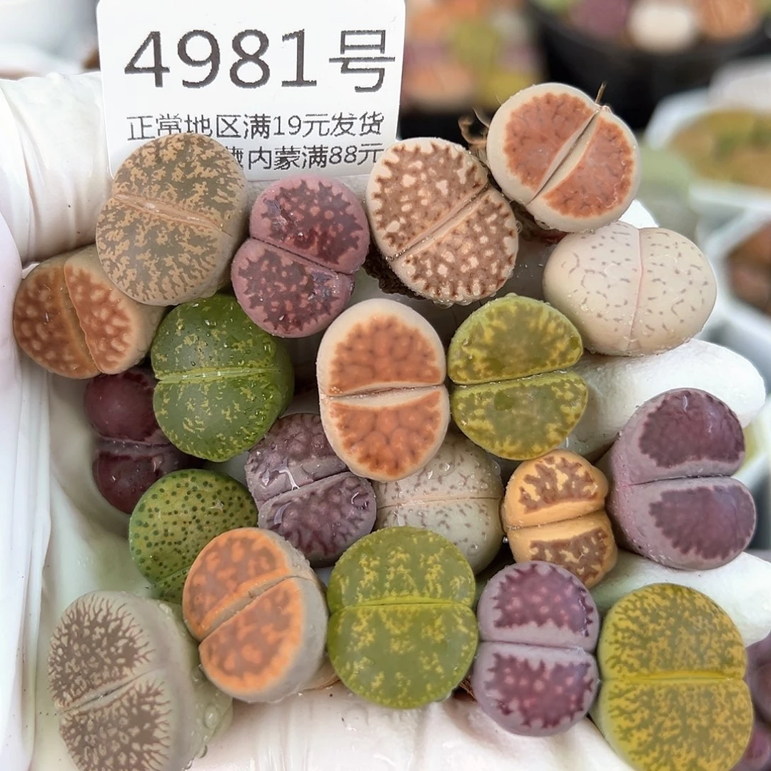 好养易活生石花大母本4981共20个