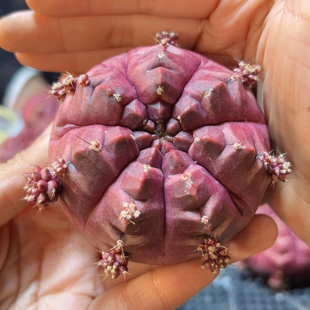 大梦想无根7公分