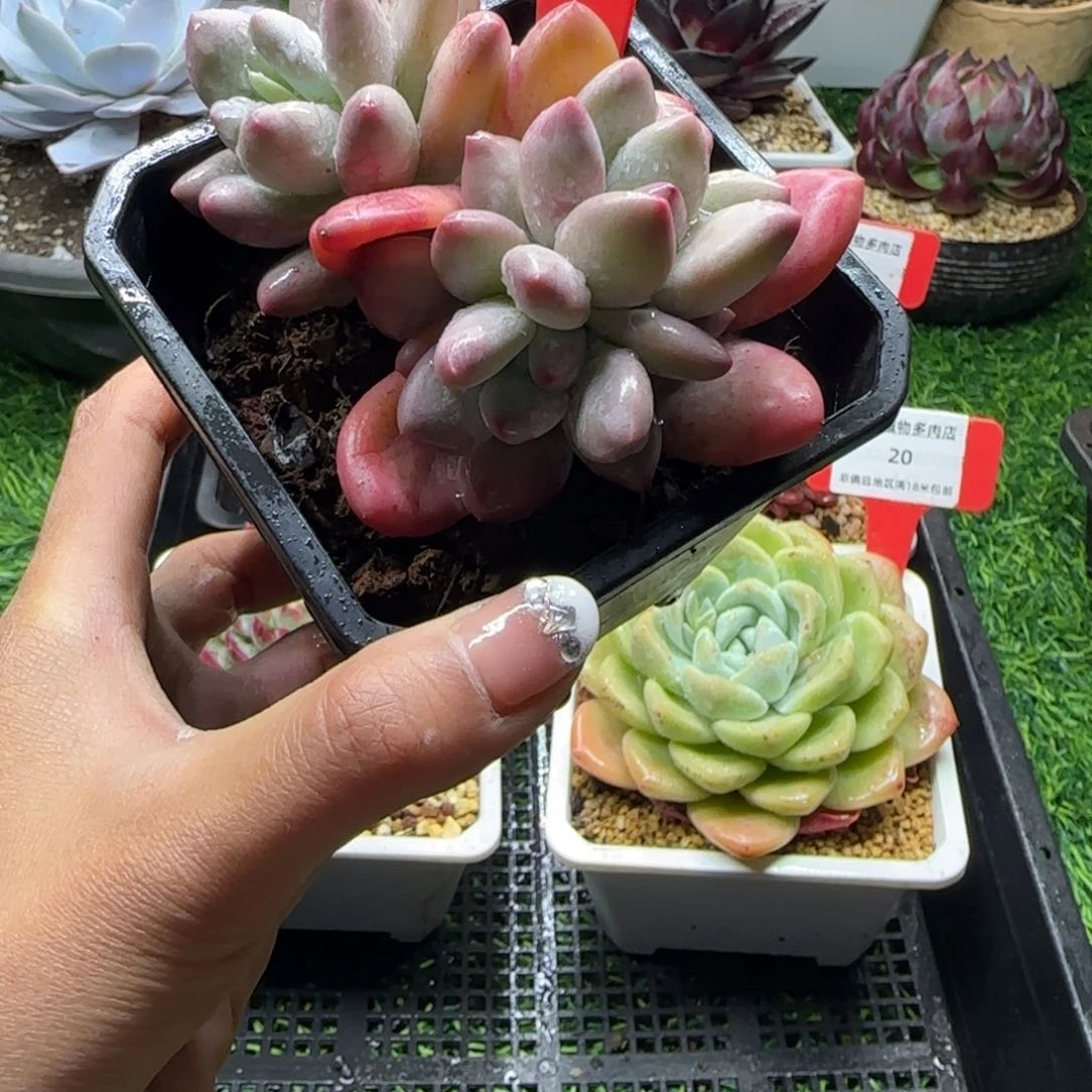 解忧植物多肉编号21