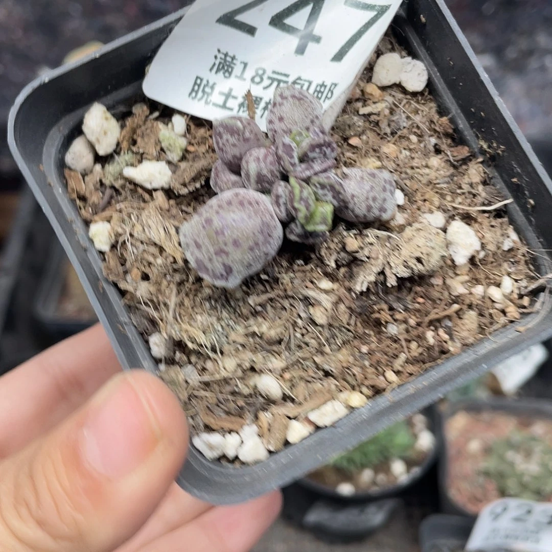 247丸叶海豹（满18元包邮）