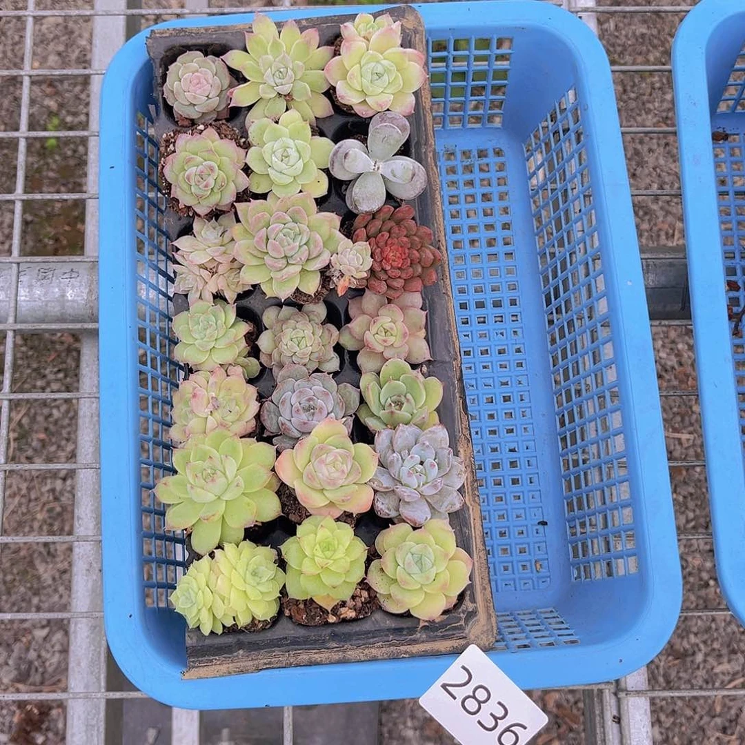 ?****?一物一拍2836