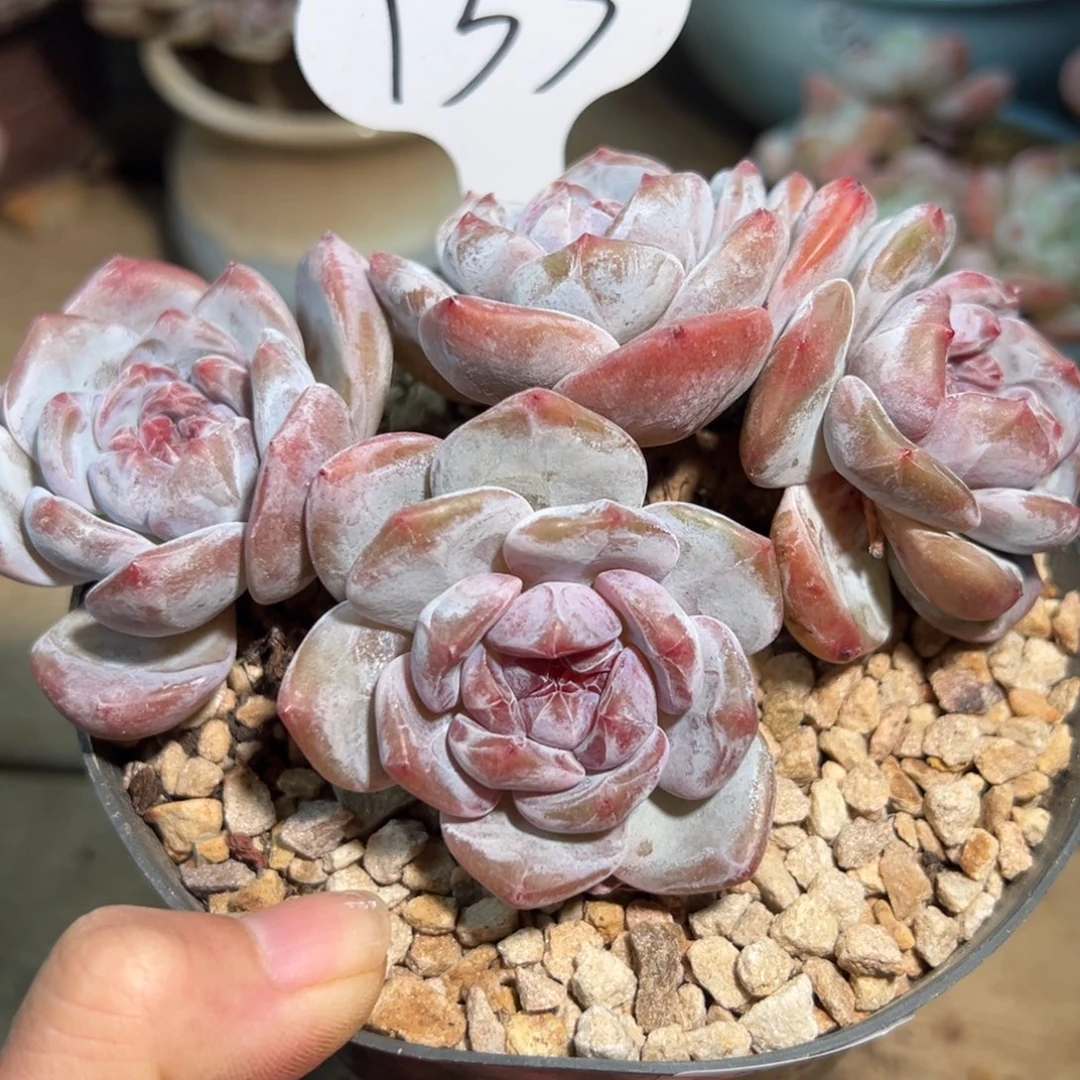 133号四头趴地紫心圆脸