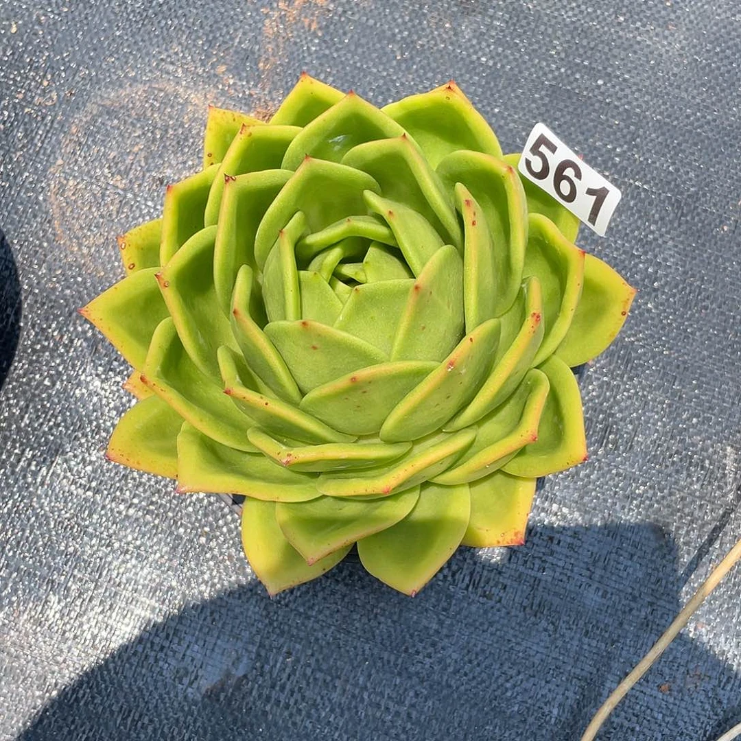 红*?若如东云组拍561