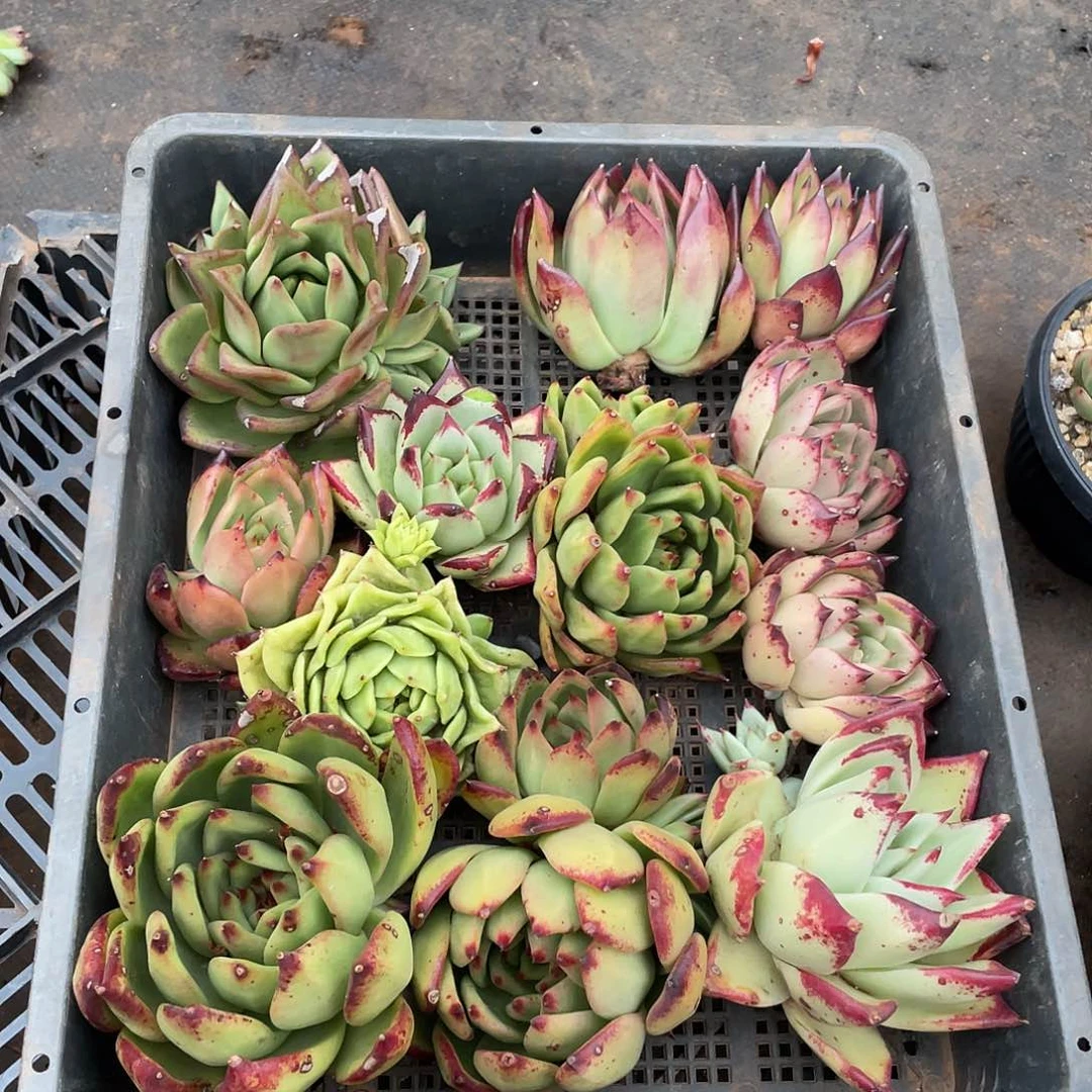 若如东云组拍892