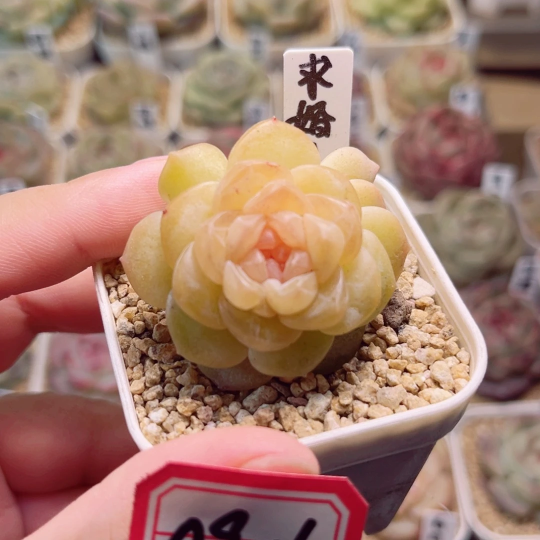 A946一物一拍 求婚A