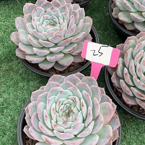 25粉公主一个脱土多肉