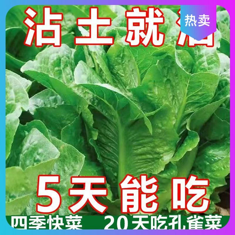 新种孔雀菜种子罗马生菜种子四季沙拉菜种籽耐寒阳台盆栽蔬菜四季