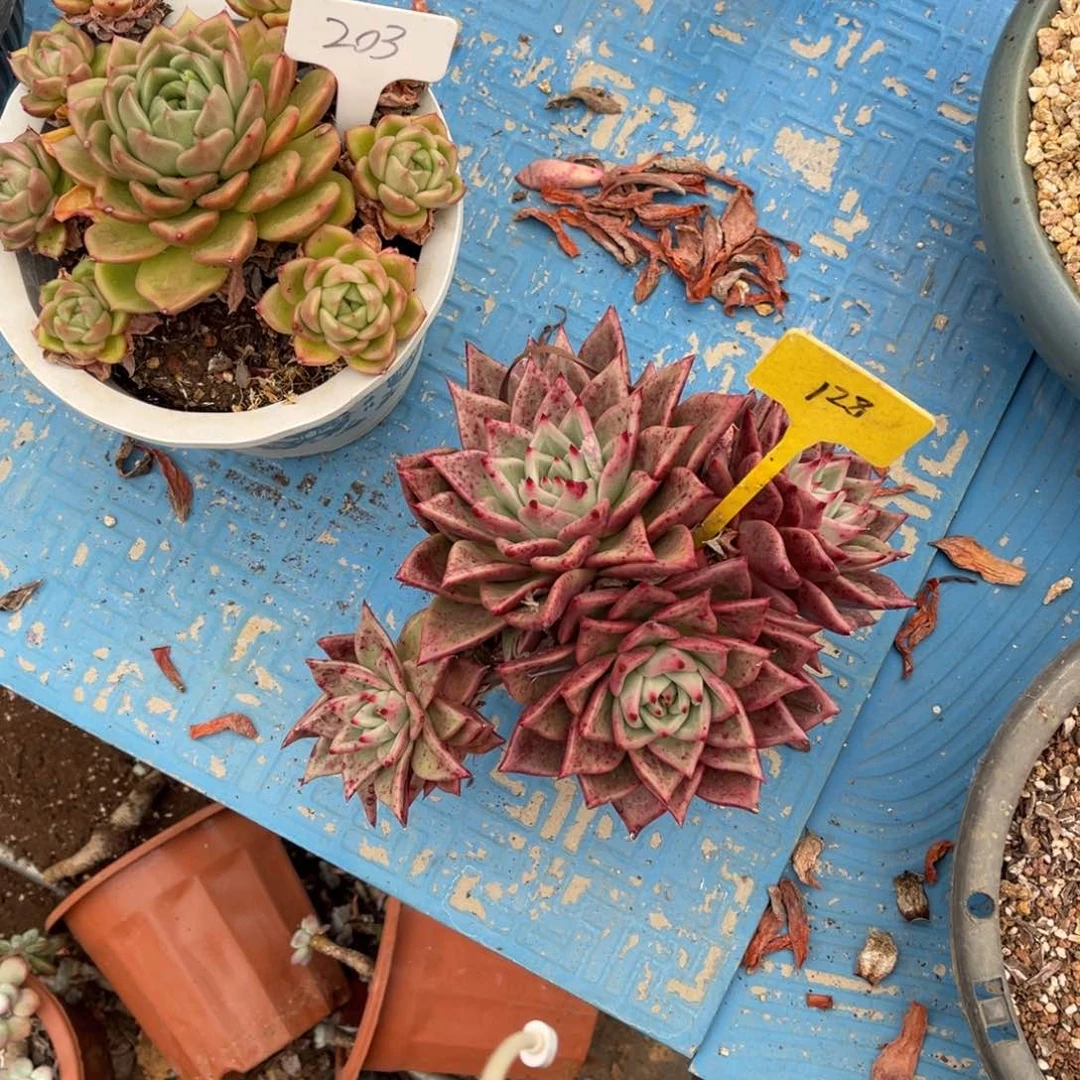 百**乐128东云多肉植物