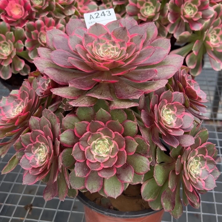 243粉花妖23厘米左右