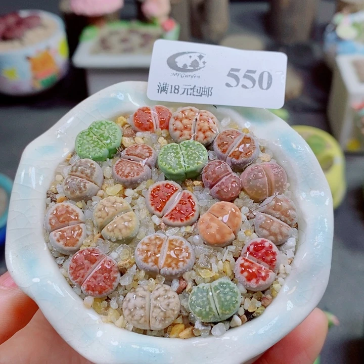 生石花花花花花花550