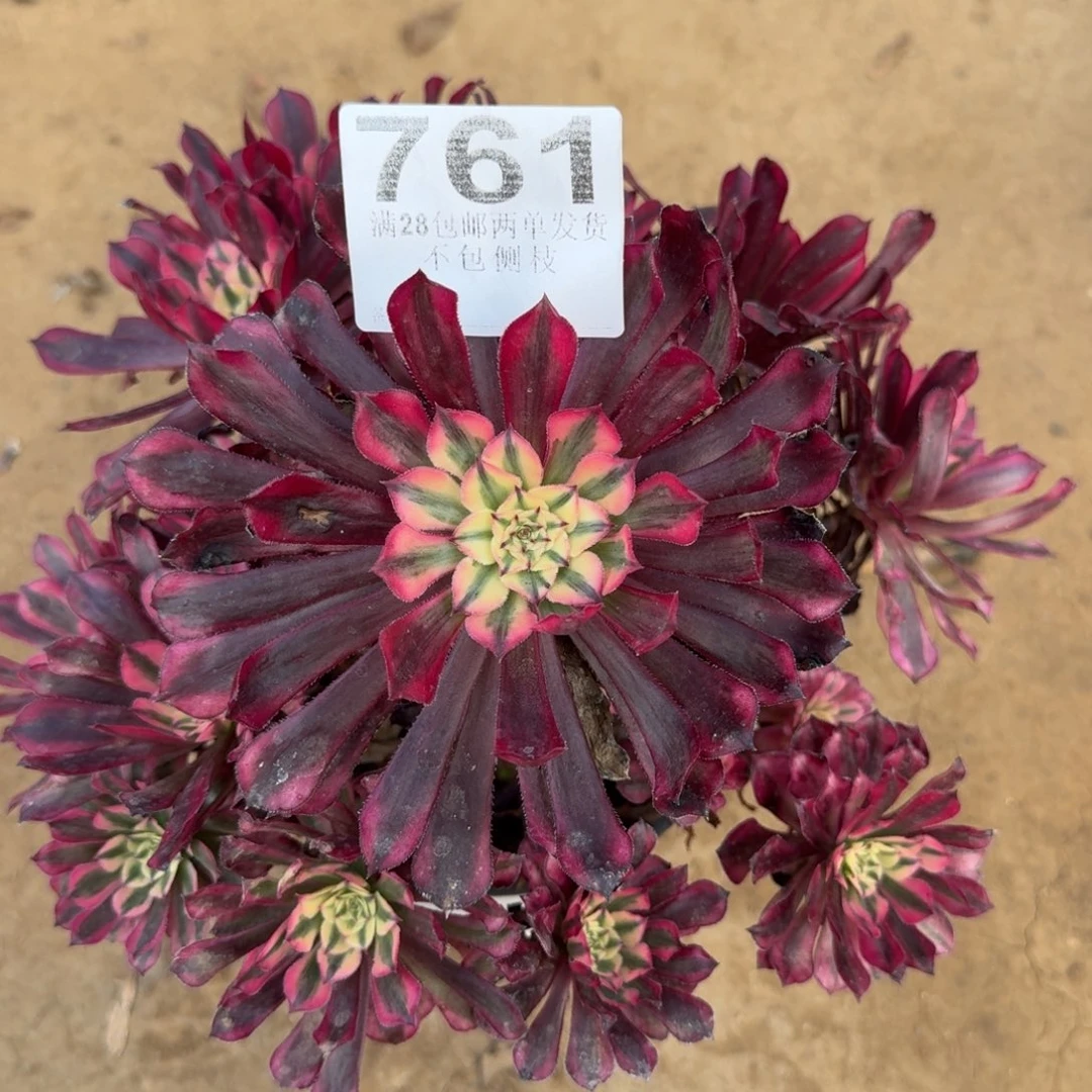 761号红桐狐超白不包损